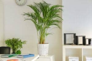  Areca air-purifying houseplants