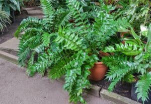 ferns as houseplants