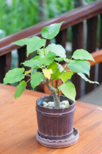 bodhi bonsai tree