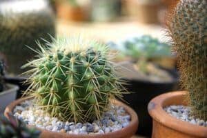 cactus house plants | saguaro cactus
