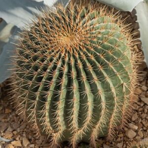 cactus house plant | barrel cactus