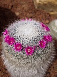 cactus house plant | Old Lady Hat