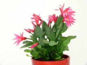 Easter cactus house plants