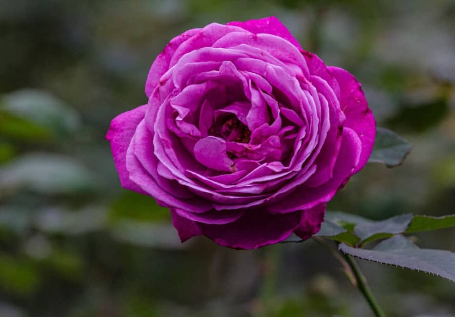 Roses as Houseplants Grow Roses Indoors