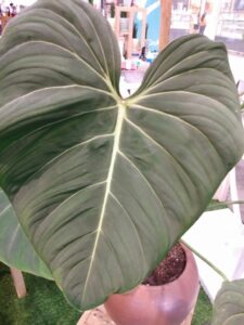 Heartleaf Philodendron