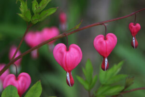 bleeding heart