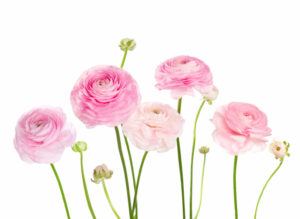 Ranunculus valentine flower idea