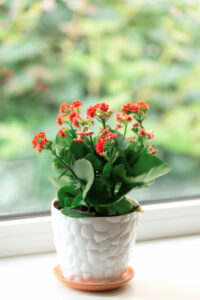 kalanchoe houseplant