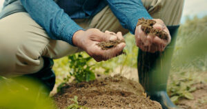 potting soil for houseplant