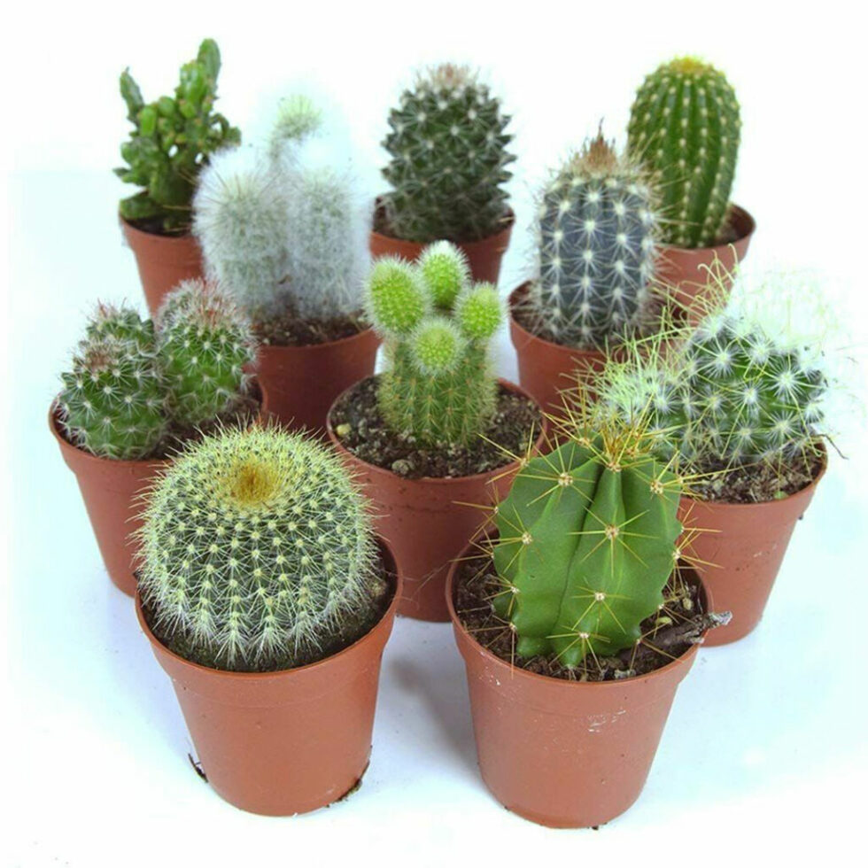 13 Types Of Cactus Houseplant Best Cactus Indoor Plants To Grow