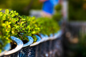 fukien tea tree plant