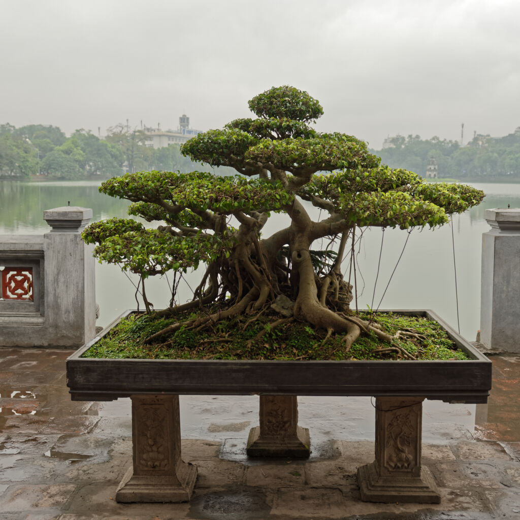 Indoor bonsai tree