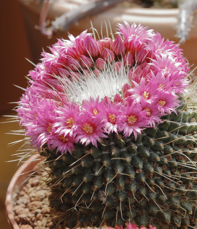 Old Lady Cactus flowering