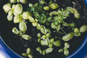 growing indoor herb garden