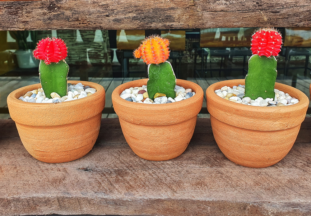 cactus varieties that stay small