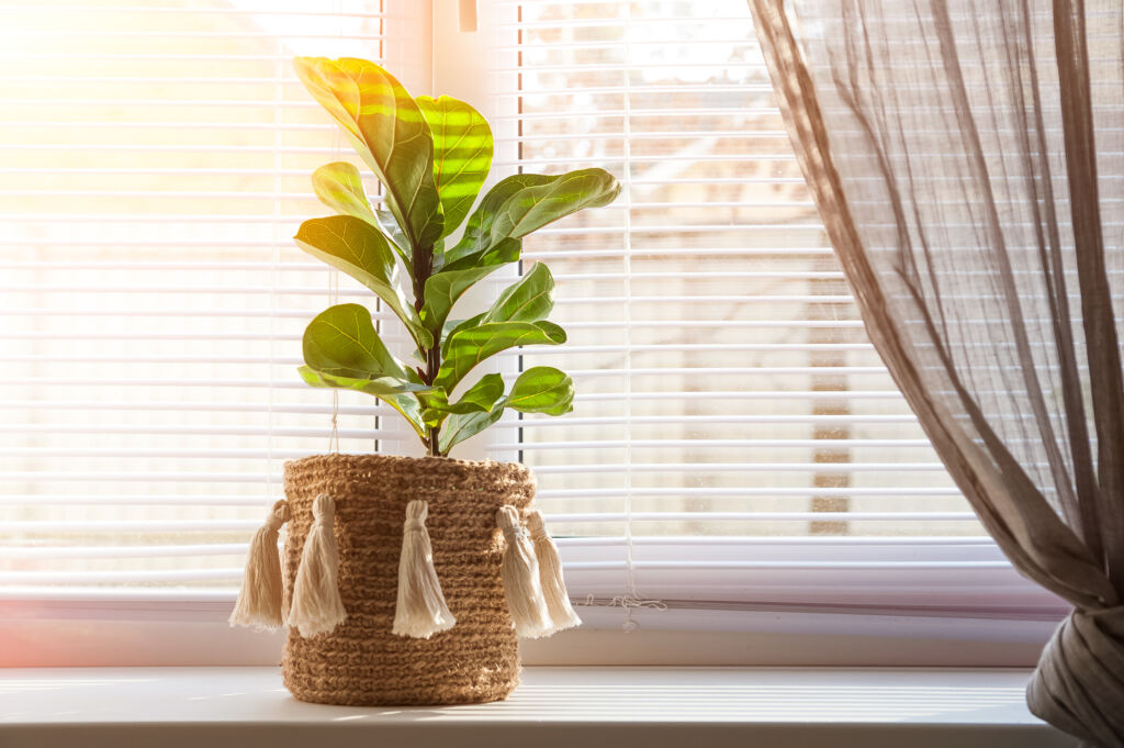 fiddle leaf fig care