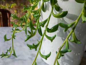 varieties of Senecio plants