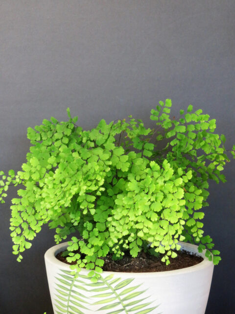 Maidenhair Fern Care The Ultimate Guide HouseplantJoy