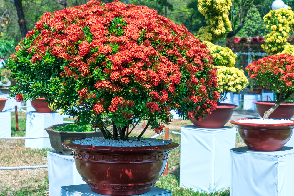 Flame Tree Bonsai Best Tips And Techniques HouseplantJoy