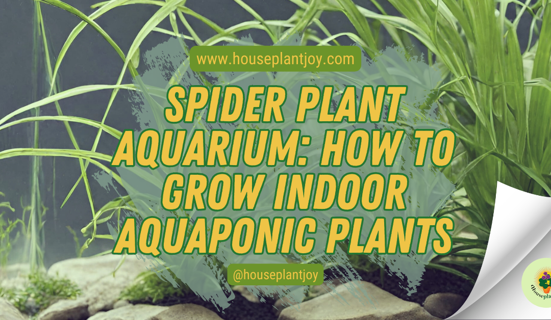 Aquarium Gardening Archives HouseplantJoy