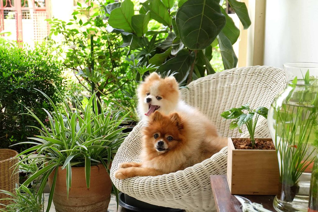 Pet-Friendly House Plants For Your Home