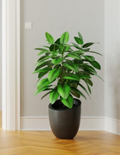 Best Indoor Floor Plants