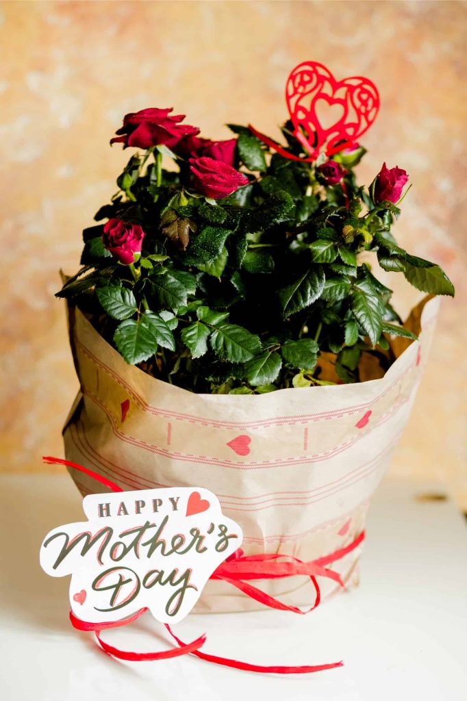 Best Houseplants for Mom on Mother’s Day – A Lasting Gift