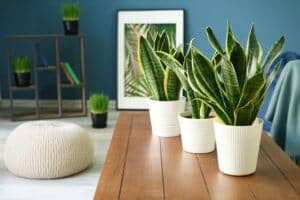 best small houseplants | succulent house plants