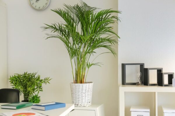 Low-Maintenance Pet-Friendly Houseplants