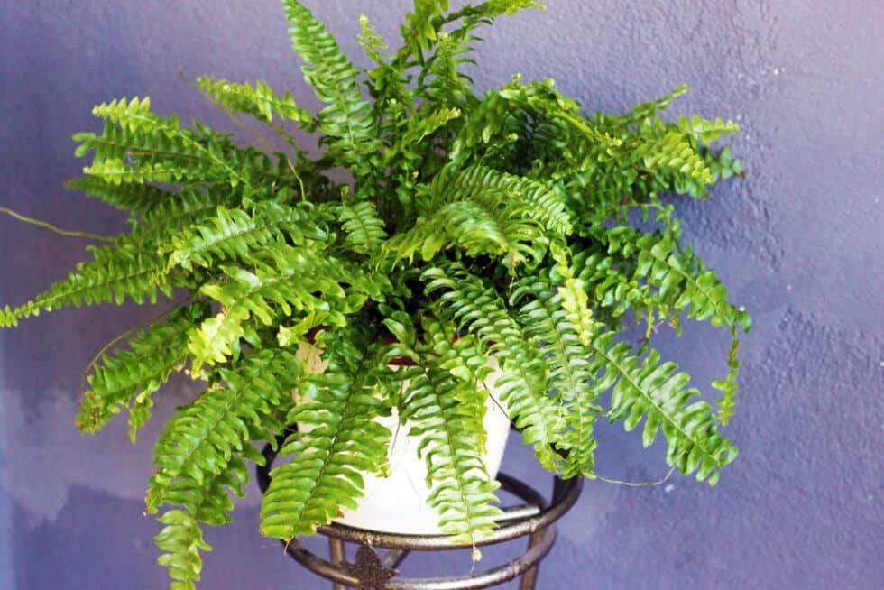 Boston Fern Houseplant Top Tips for Best Care