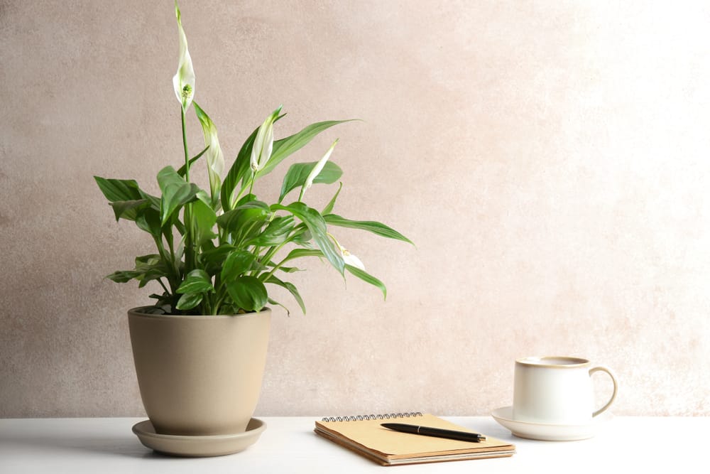 reduce stress with houseplants