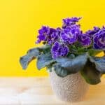 favorite flowering house plants, african violet