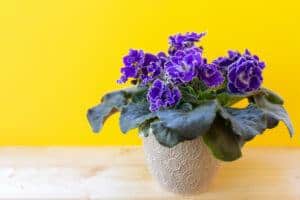 Grandmother grew Grandma's african violets