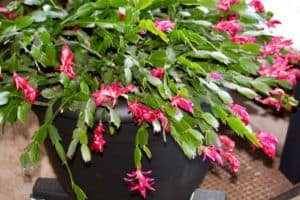 favorite flowering house plants | Christmas Cactus