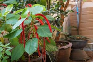 favorite flowering house plants | chenille plant