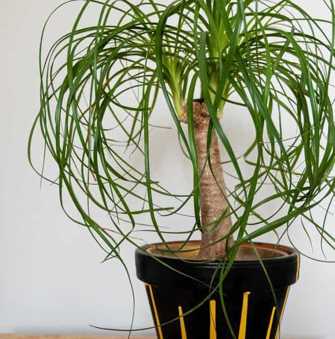 Low-Maintenance, Pet-Friendly Houseplants ~ HouseplantJoy.com