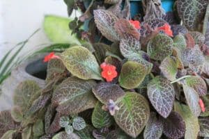 favorite flowering houseplants | Begonia