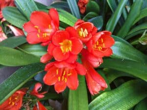 favorite flowering house plants | Clivia Lily