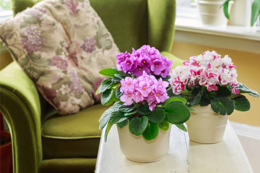 Grandma’s African Violets Remembered With Love