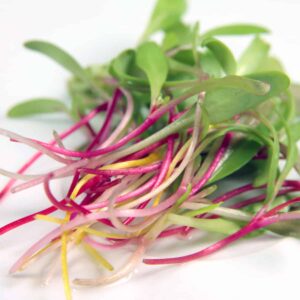 grow salad indoors