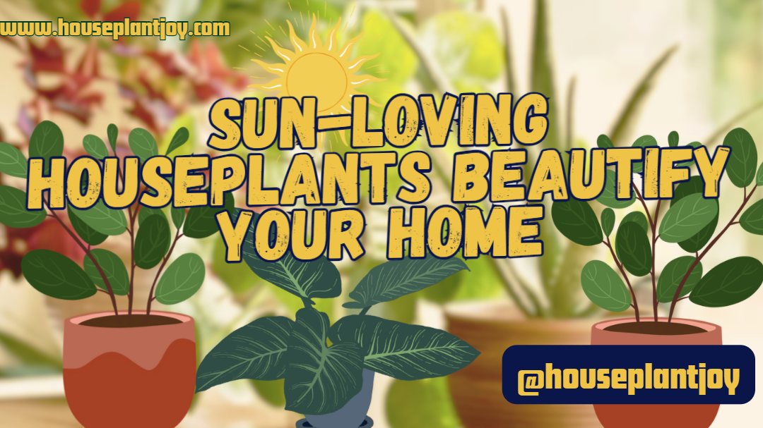 Sun-Loving Houseplants Beautify Your Home