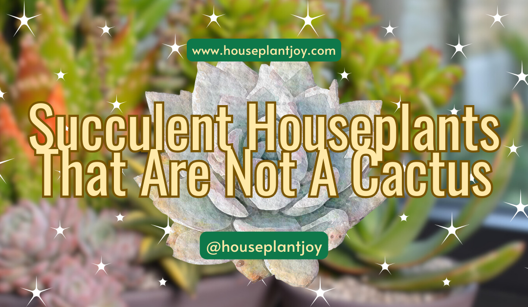 Succulent Houseplants That Are Not A Cactus