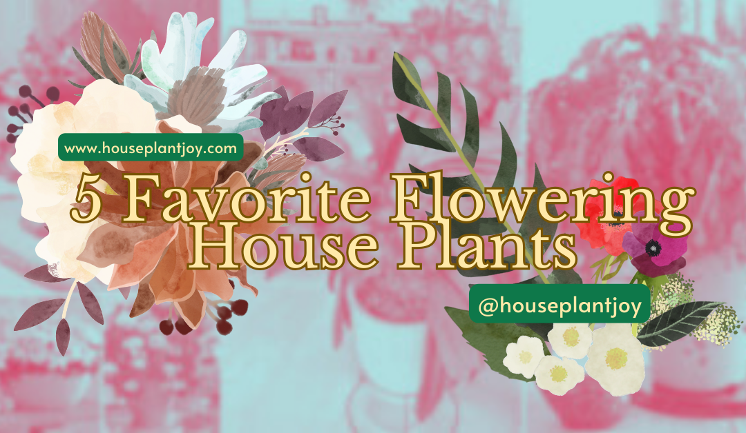 5 Favorite Flowering House Plants