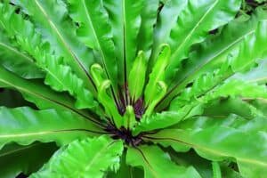 fern houseplant