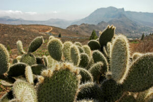 desert cactus houseplants