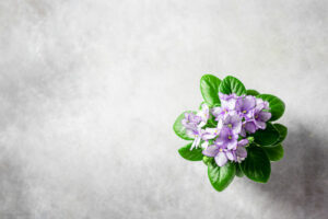 julia violet plant