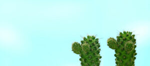 ladyfinger cactus