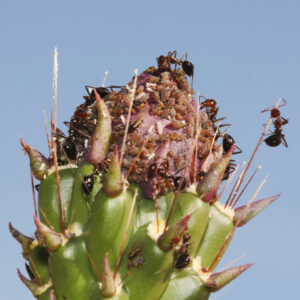 pests on cacti