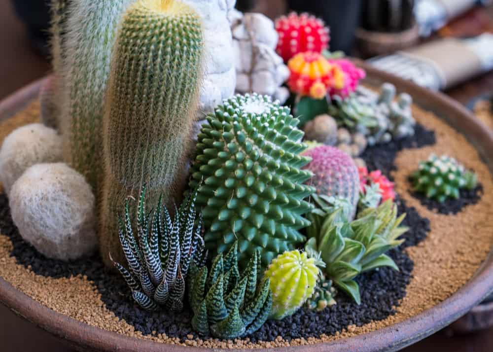 Cactus House Plants: Easy Care Plants for Home