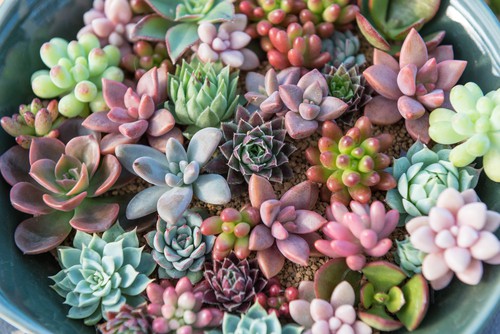 Succulent Houseplants That Are Not A Cactus
